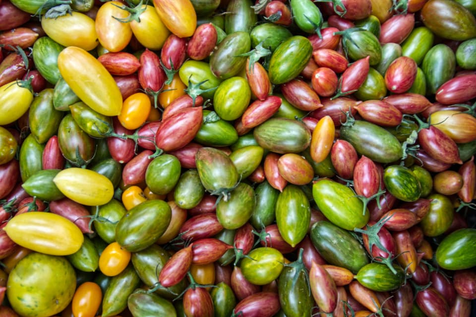 Tomates de variedades e cores diferentes vistos de cima, cobrindo todo o quadro